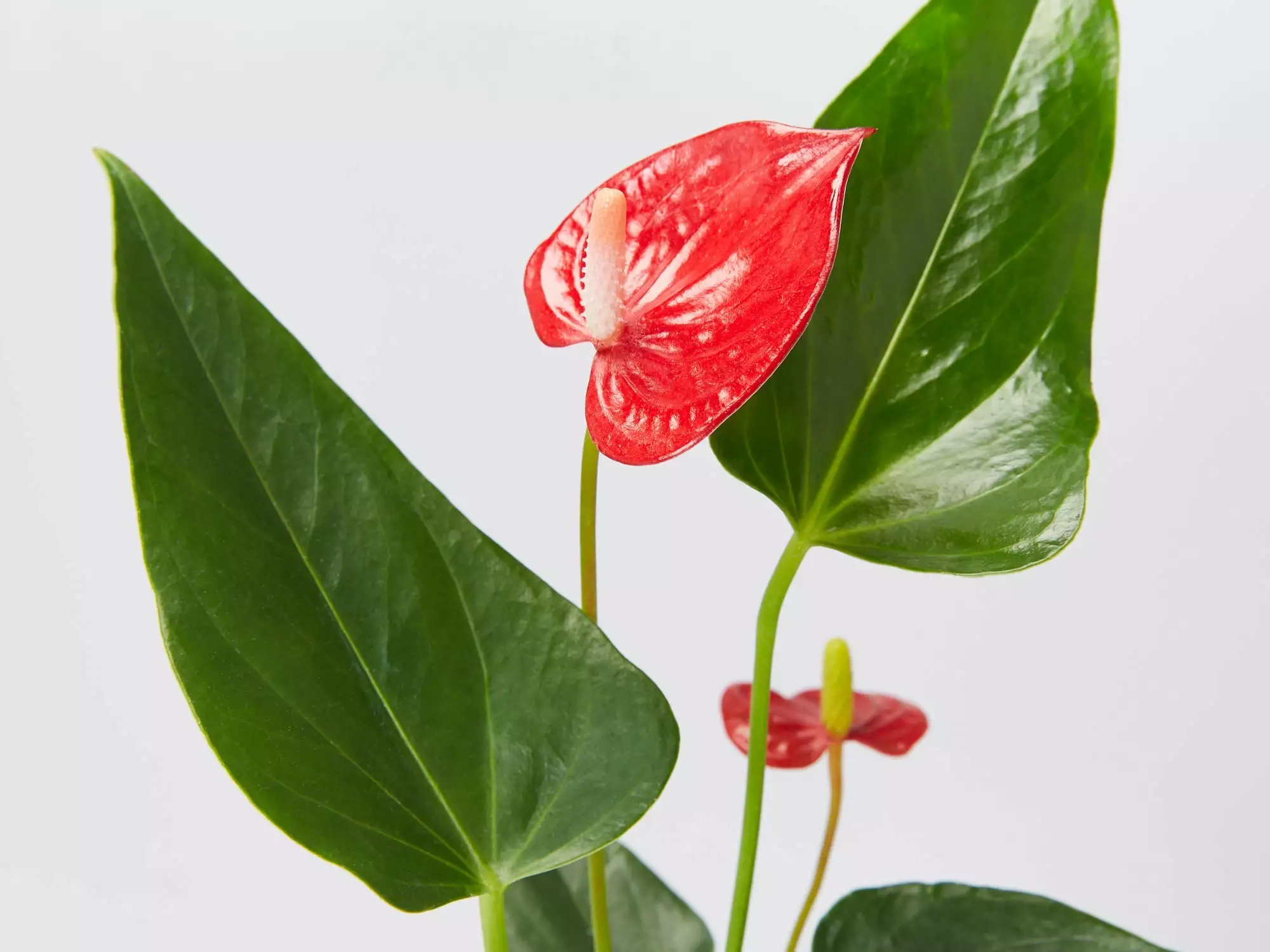 Anthurium Hello Merlot 3 Anthurium Hello Merlot
