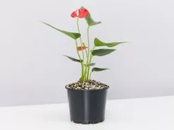 Anthurium Flowering Varieties - Pot + Plant + Soil 34 Anthurium Flowering Varieties - Pot + Plant + Soil -Plants in a Box Sales Shop AnthuriumFelicita125 single