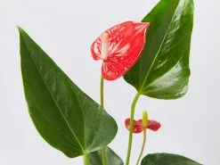 Anthurium Andraeanum Felicita