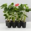 Anthurium Jambo Red