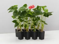 Anthurium Jambo Red