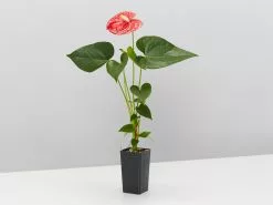 Anthurium Jambo Red -Plants in a Box Sales Shop AnthuriumJamboRed single b9839b85 ceac 4eff 88e9 ee9d0b77199b