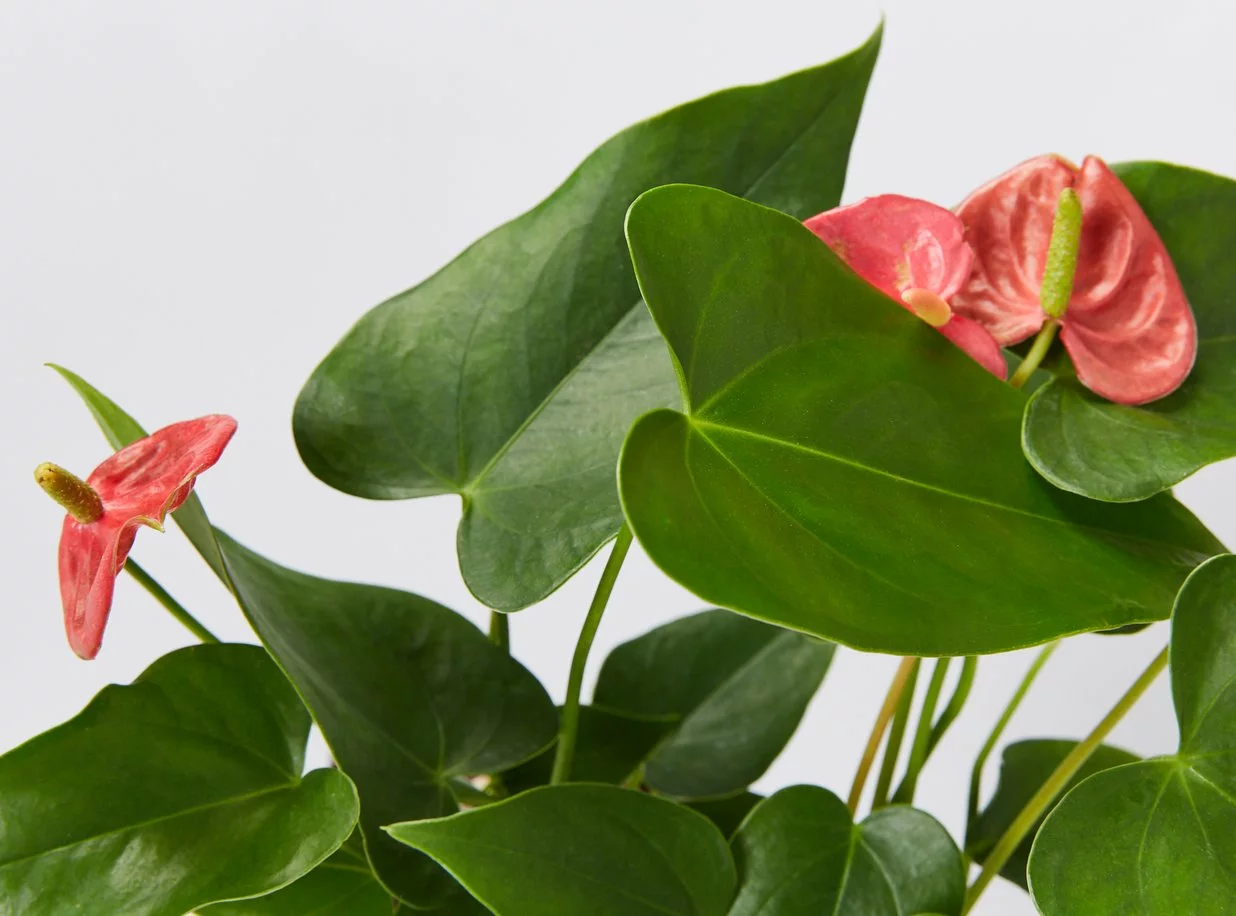Anthurium Flowering Varieties - Pot + Plant + Soil 9 Anthurium Flowering Varieties - Pot + Plant + Soil - Image 7