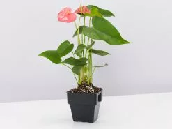 Anthurium Mixed Pack - Large -Plants in a Box Sales Shop AnthuriumMaine single