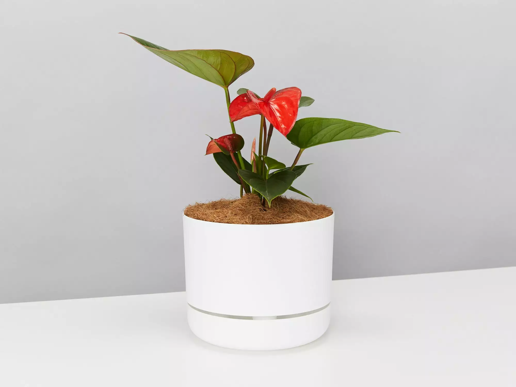Anthurium Flowering Varieties - Pot + Plant + Soil 11 Anthurium Flowering Varieties - Pot + Plant + Soil - Image 9