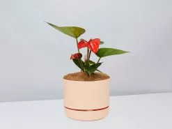 Anthurium Flowering Varieties - Pot + Plant + Soil 35 Anthurium Flowering Varieties - Pot + Plant + Soil -Plants in a Box Sales Shop AnthuriumVariety ApricotPot