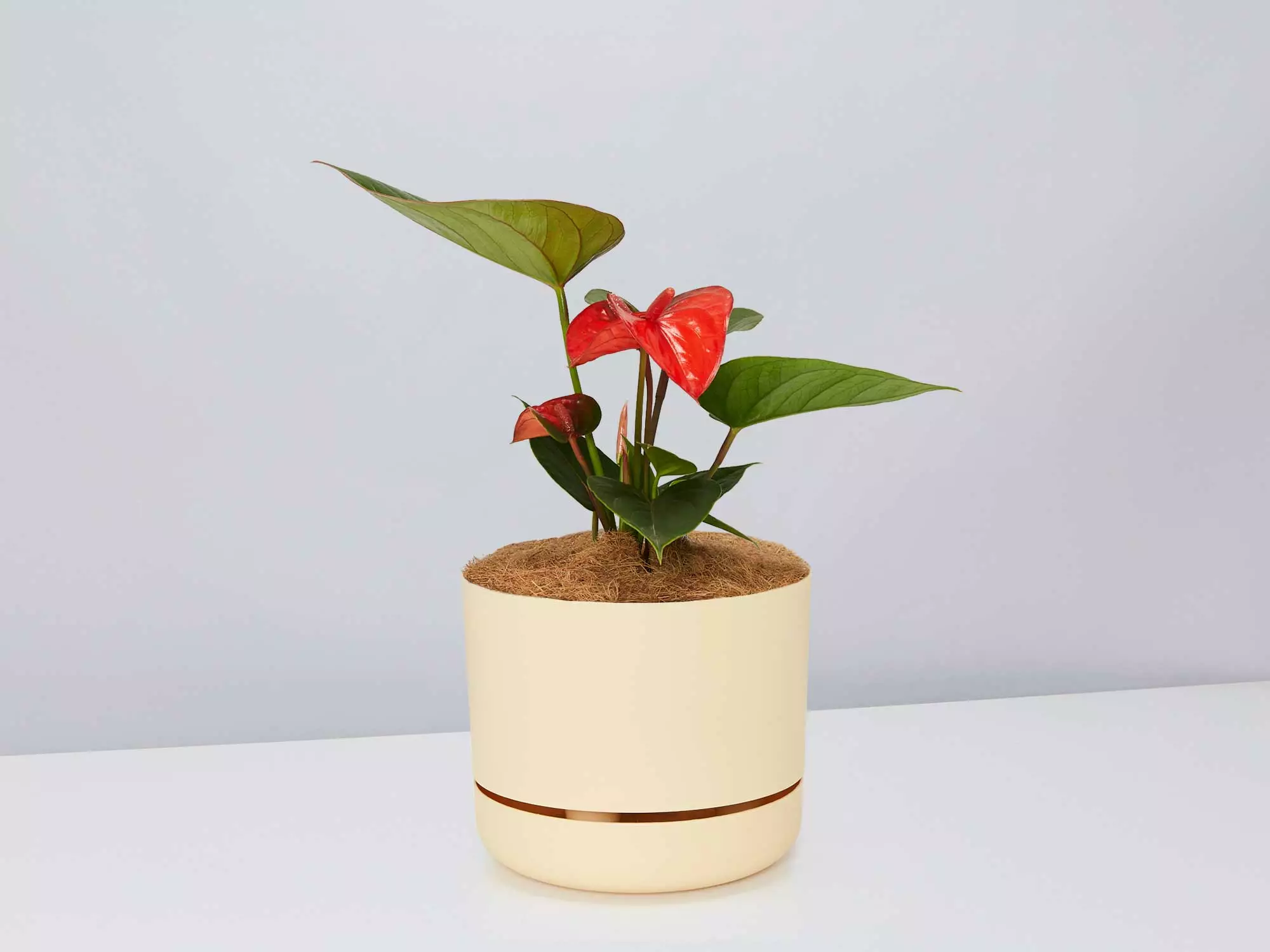 Anthurium Flowering Varieties - Pot + Plant + Soil 16 Anthurium Flowering Varieties - Pot + Plant + Soil - Image 14