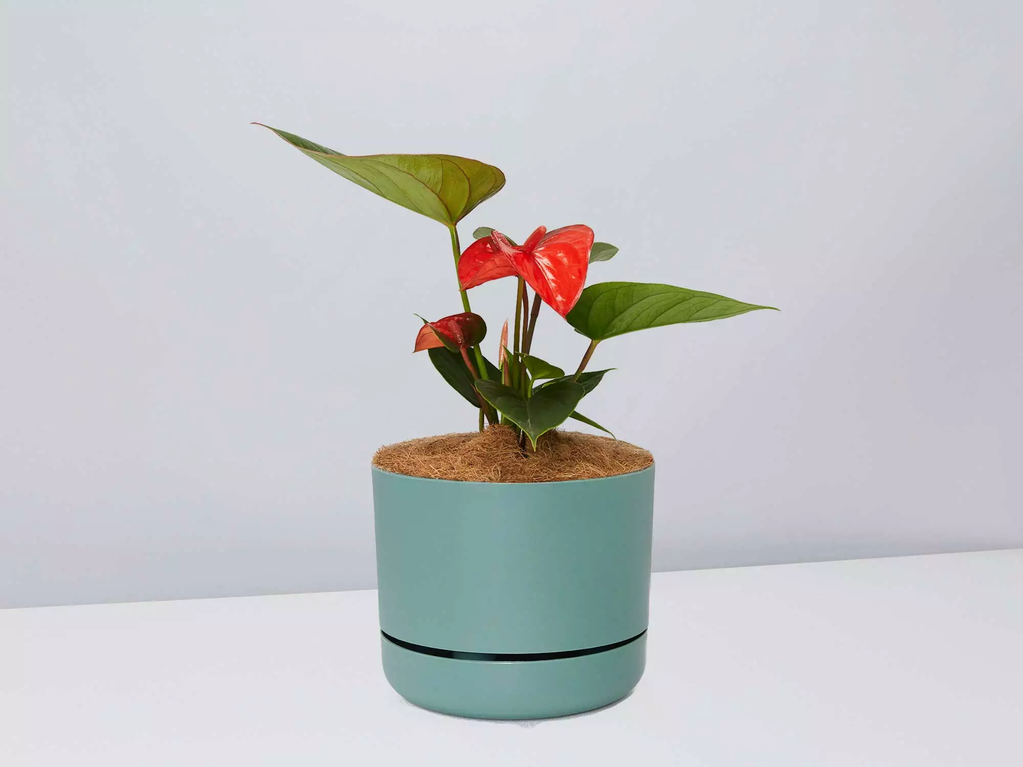 Anthurium Flowering Varieties - Pot + Plant + Soil 19 Anthurium Flowering Varieties - Pot + Plant + Soil - Image 17