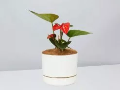 Anthurium Flowering Varieties - Pot + Plant + Soil 27 Anthurium Flowering Varieties - Pot + Plant + Soil -Plants in a Box Sales Shop AnthuriumVariety LinenPot