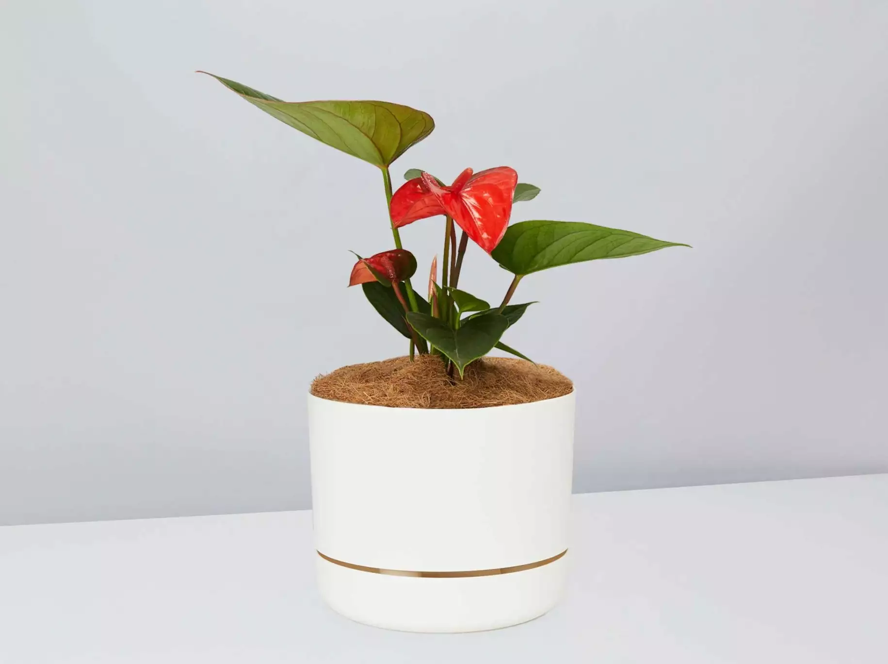 Anthurium Flowering Varieties - Pot + Plant + Soil 5 Anthurium Flowering Varieties - Pot + Plant + Soil - Image 3