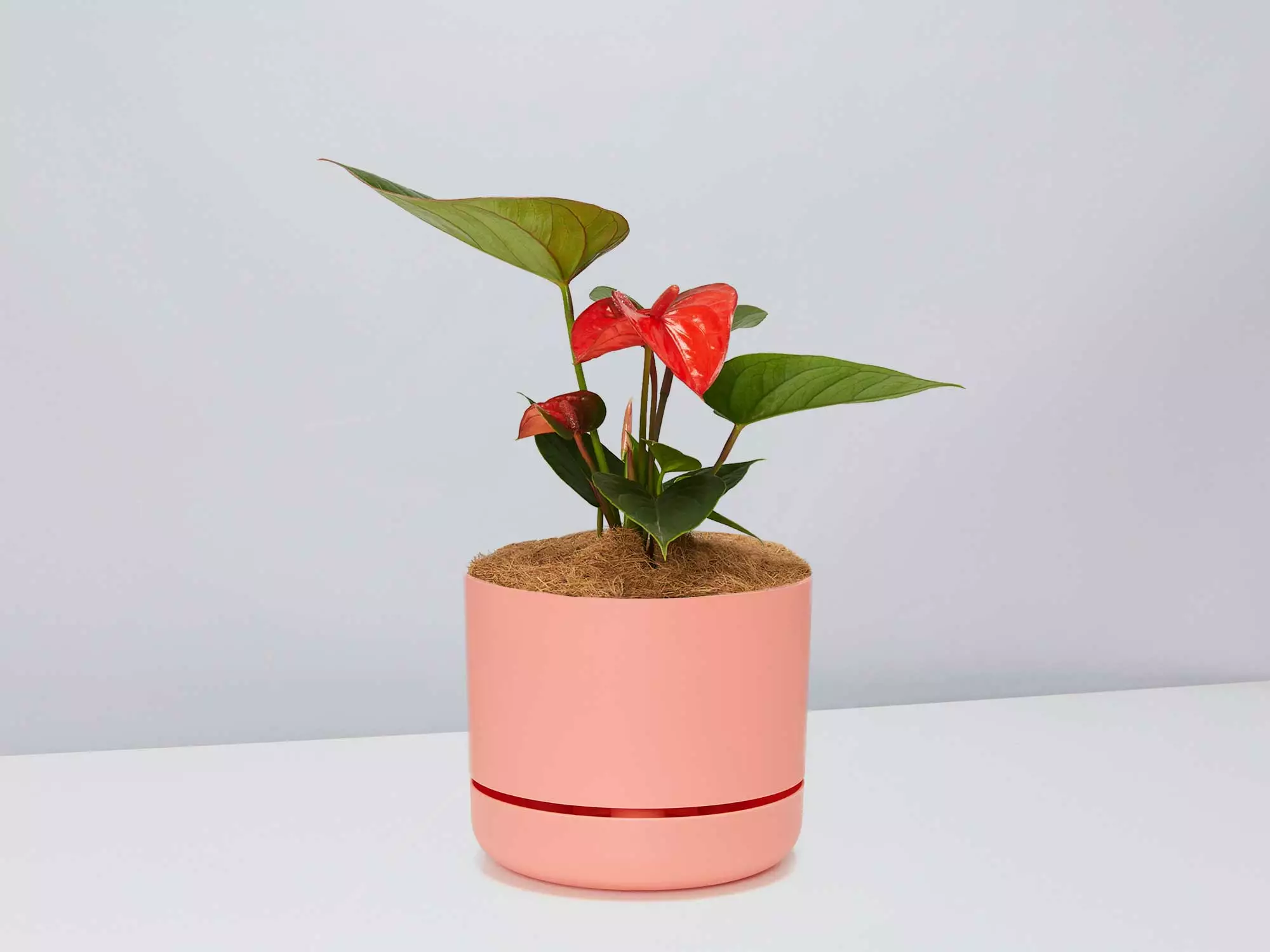 Anthurium Flowering Varieties - Pot + Plant + Soil 18 Anthurium Flowering Varieties - Pot + Plant + Soil - Image 16