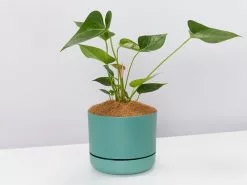 Anthurium Flowering Varieties - Pot + Plant + Soil 39 Anthurium Flowering Varieties - Pot + Plant + Soil -Plants in a Box Sales Shop AnthuriumWhiteWinnerLargeDarkMossPot single