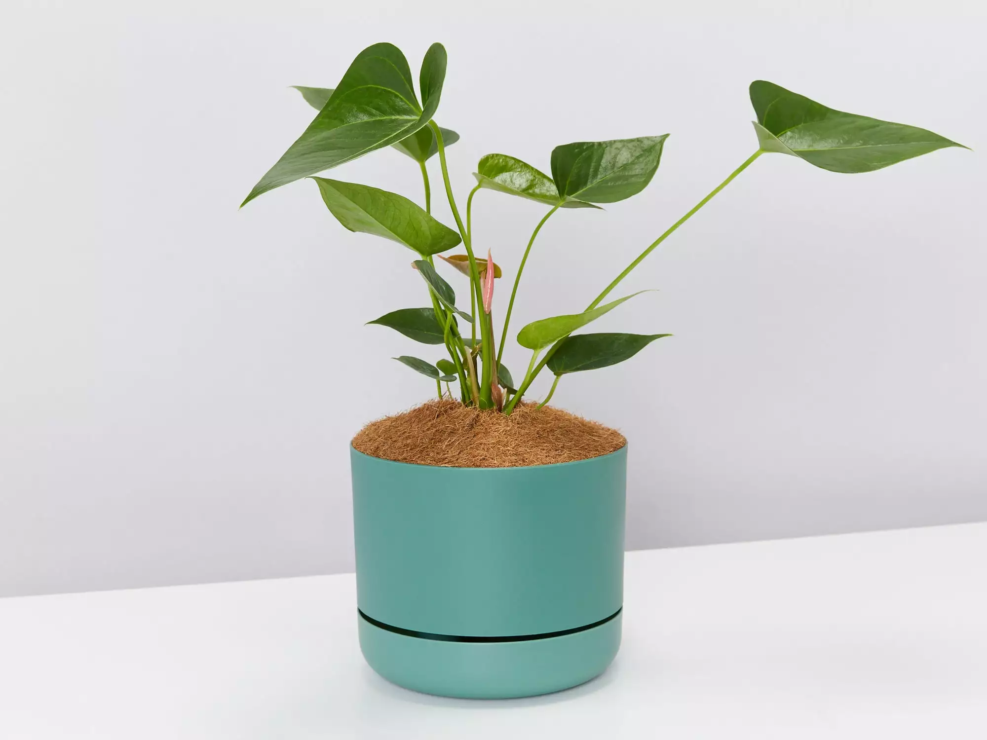 Anthurium Flowering Varieties - Pot + Plant + Soil 17 Anthurium Flowering Varieties - Pot + Plant + Soil - Image 15