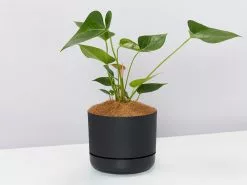 Anthurium Flowering Varieties - Pot + Plant + Soil 36 Anthurium Flowering Varieties - Pot + Plant + Soil -Plants in a Box Sales Shop AnthuriumWhiteWinnerLargeblackPot single