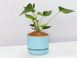 Anthurium Flowering Varieties - Pot + Plant + Soil 37 Anthurium Flowering Varieties - Pot + Plant + Soil -Plants in a Box Sales Shop AnthuriumWhiteWinnerLargebluePot single