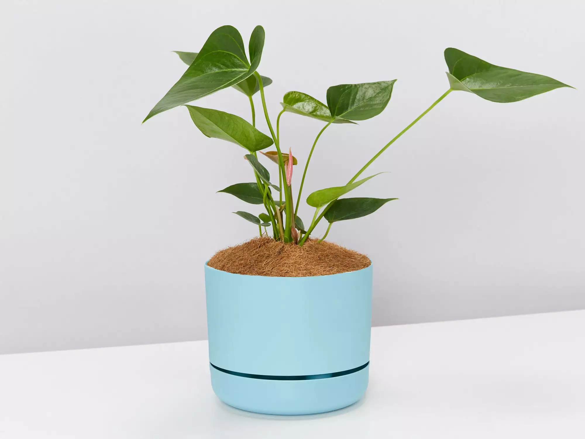 Anthurium Flowering Varieties - Pot + Plant + Soil 15 Anthurium Flowering Varieties - Pot + Plant + Soil - Image 13