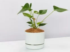 Anthurium Flowering Varieties - Pot + Plant + Soil 30 Anthurium Flowering Varieties - Pot + Plant + Soil -Plants in a Box Sales Shop AnthuriumWhiteWinnerLargefogPot single