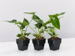 Anthurium Andraeanum Pandola