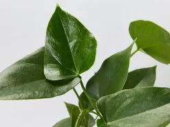 Anthurium Andraeanum White Winner 85mm 9 Anthurium Andraeanum White Winner 85mm -Plants in a Box Sales Shop AnthuriumWhiteWinner detail fb38bd5f 3e77 470f 9871 b5a3d31ba50b