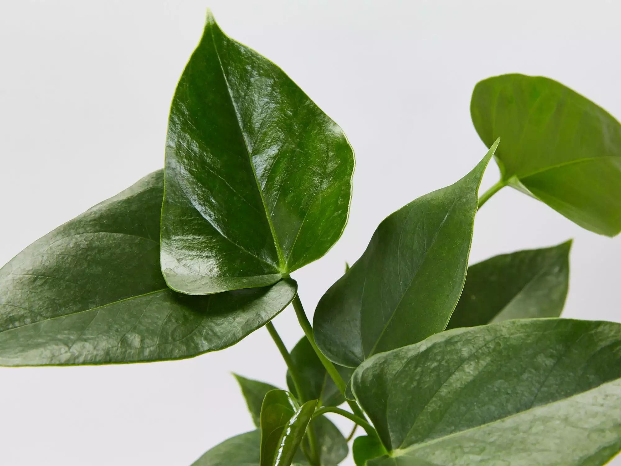 Anthurium Andraeanum White Winner 85mm 5 Anthurium Andraeanum White Winner 85mm - Image 3