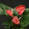 Anthurium Andreanum Small Talk Red -Plants in a Box Sales Shop Anthurium SmallTalk Red 1 cea775d7 a886 402b afe7 d46ad8cec4eb
