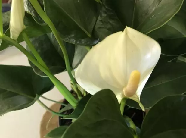 Anthurium Andraeanum White Winner 85mm 4 Anthurium Andraeanum White Winner 85mm - Image 2