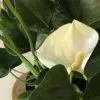 Anthurium White Winner 1 Anthurium White Winner -Plants in a Box Sales Shop Anthurium White Winner d1537b06 a79a 48a1 a364 391fd1c98333