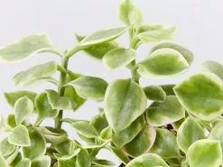 The Edible Plant Box -Plants in a Box Sales Shop ApteniaCordifoliaVariegata detail 73247d45 8521 448a b66f 226e8a3a7c58 1