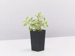 The Edible Plant Box -Plants in a Box Sales Shop ApteniaCordifoliaVariegata single f0d56cc5 45bf 4be6 a164 76f174cc58b1 1