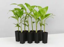 Archontophoenix Alexandrae Alexander Palm