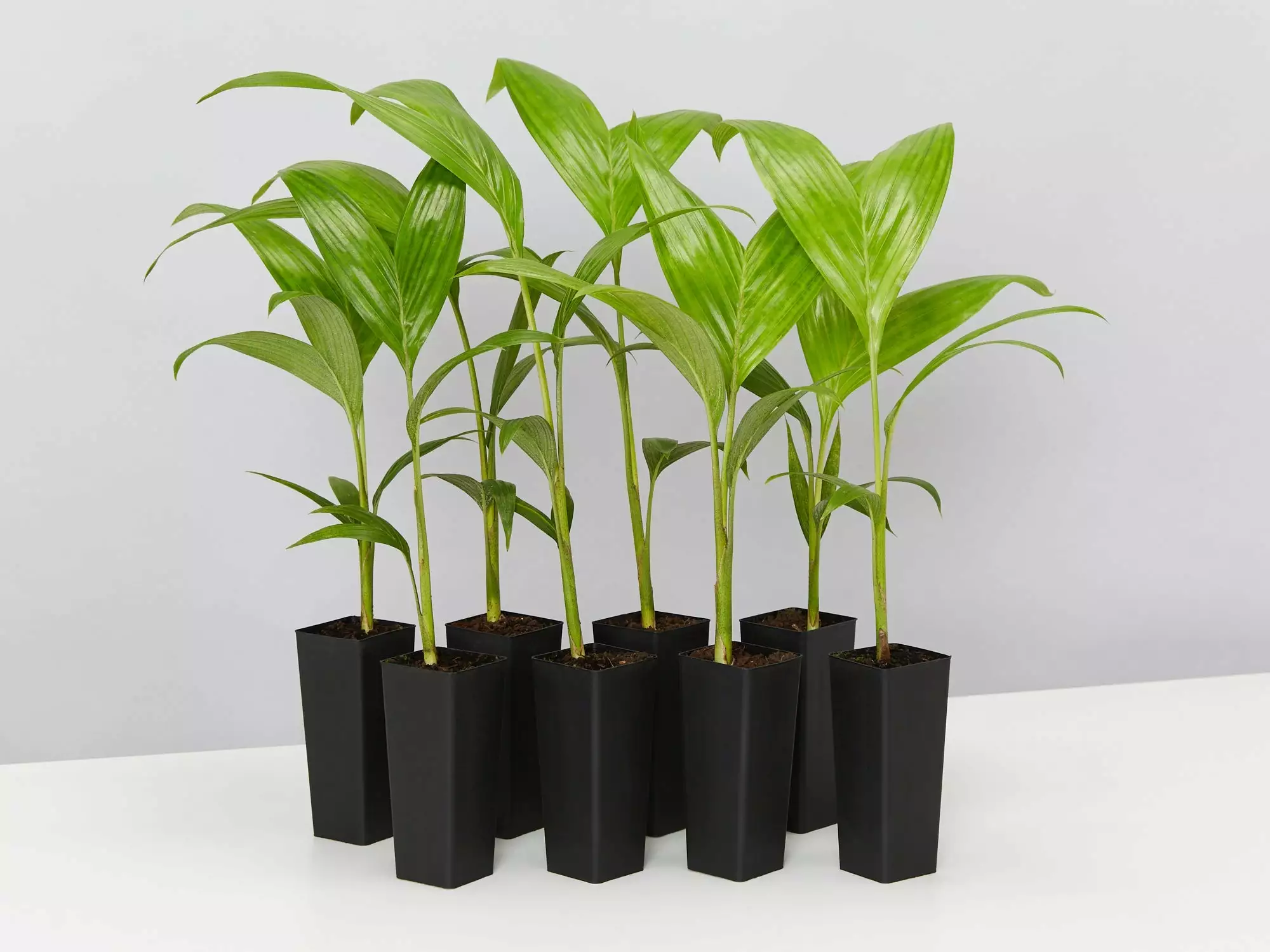 Archontophoenix Alexandrae Alexander Palm 3 Archontophoenix Alexandrae Alexander Palm