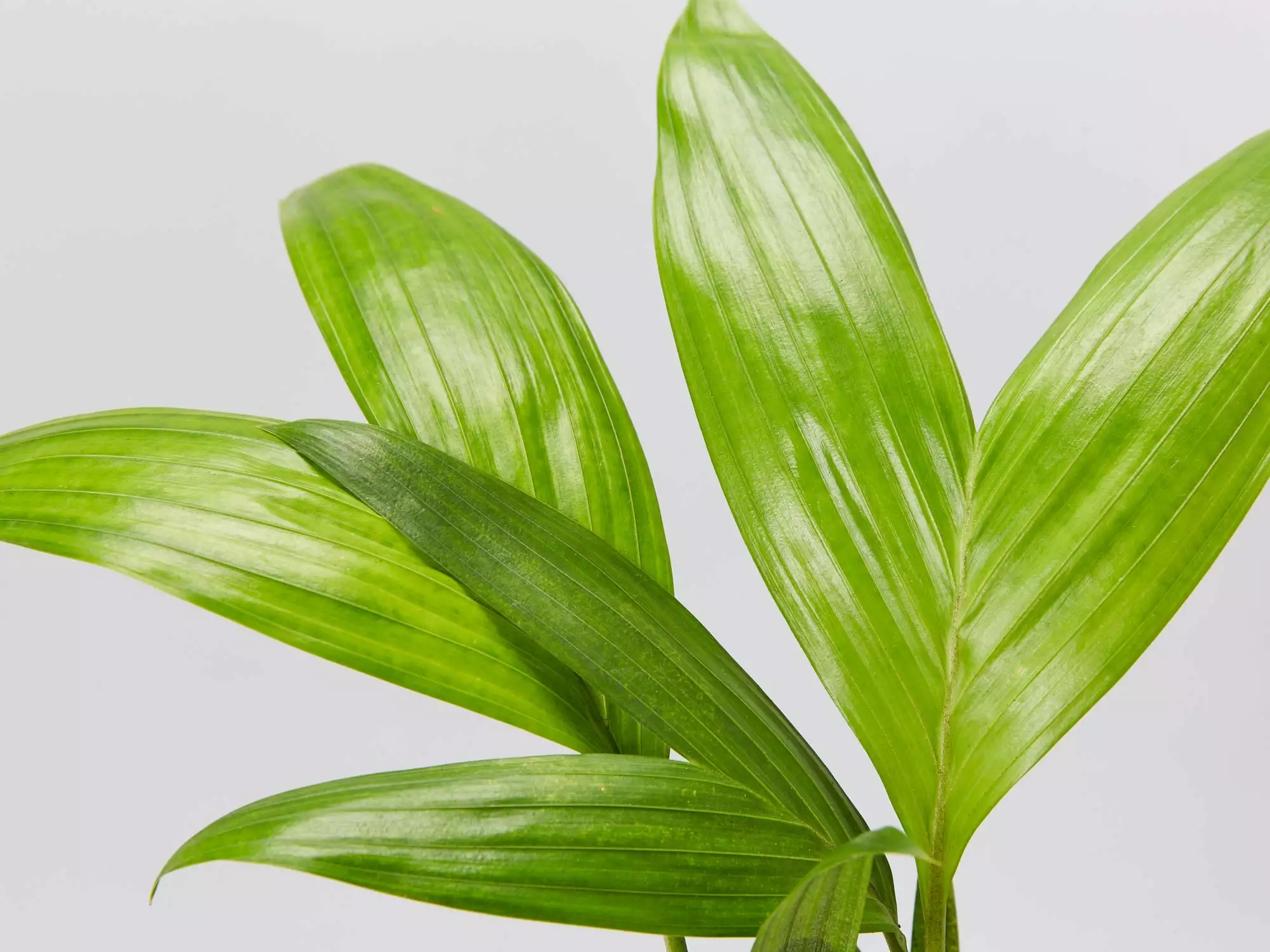 Archontophoenix Alexandrae Alexander Palm 4 Archontophoenix Alexandrae Alexander Palm - Image 2