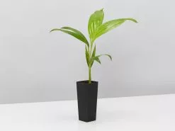 Archontophoenix Alexandrae Alexander Palm 10 Archontophoenix Alexandrae Alexander Palm -Plants in a Box Sales Shop ArchontophoenixAlexandrae single cde4f176 4752 4167 8c60 ef8f19d135a8