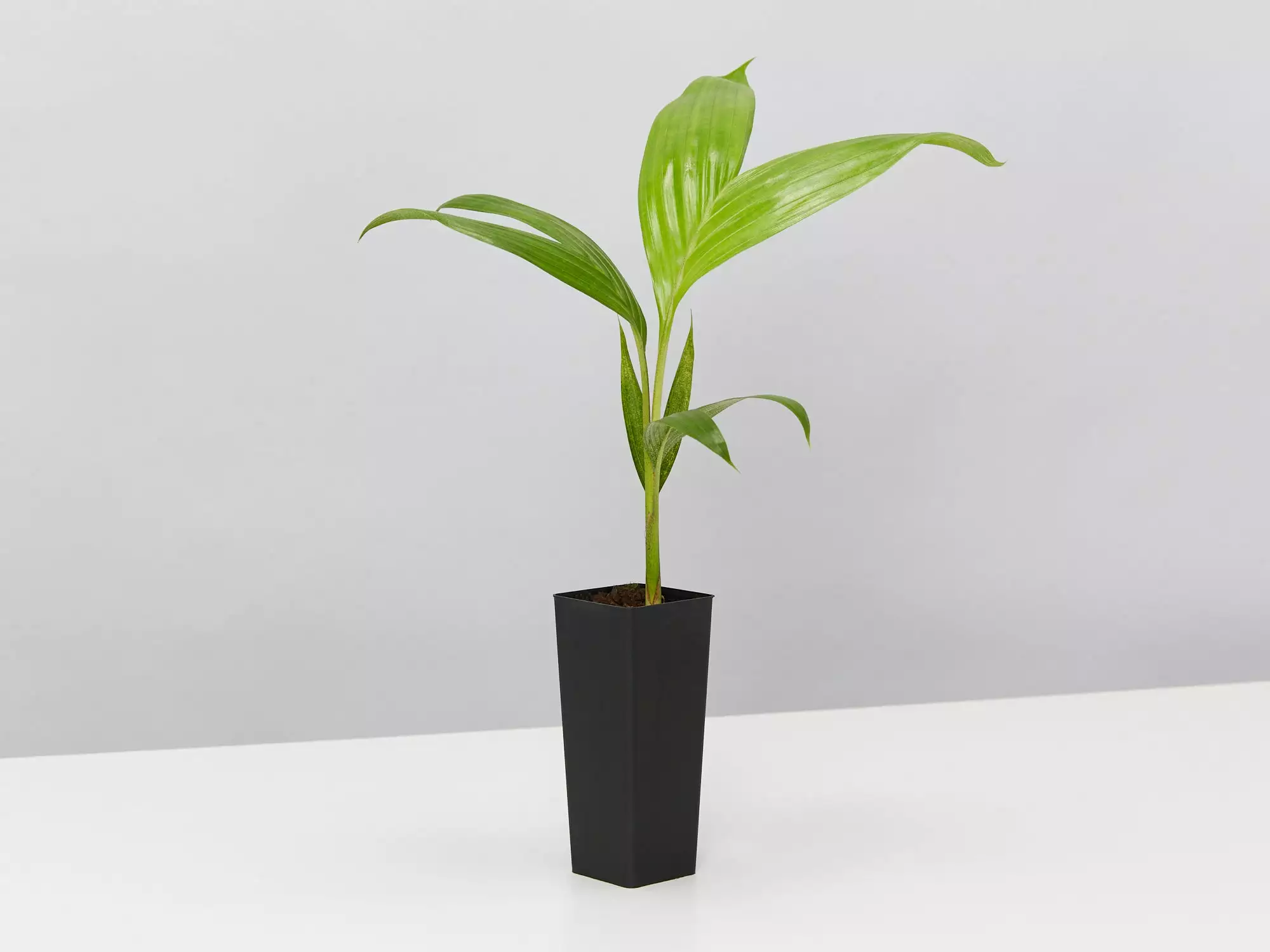 Archontophoenix Alexandrae Alexander Palm 6 Archontophoenix Alexandrae Alexander Palm - Image 4