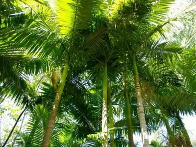 Archontophoenix Alexandrae Alexander Palm 5 Archontophoenix Alexandrae Alexander Palm - Image 3