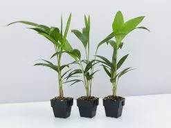 Archontophoenix Cunninghamiana