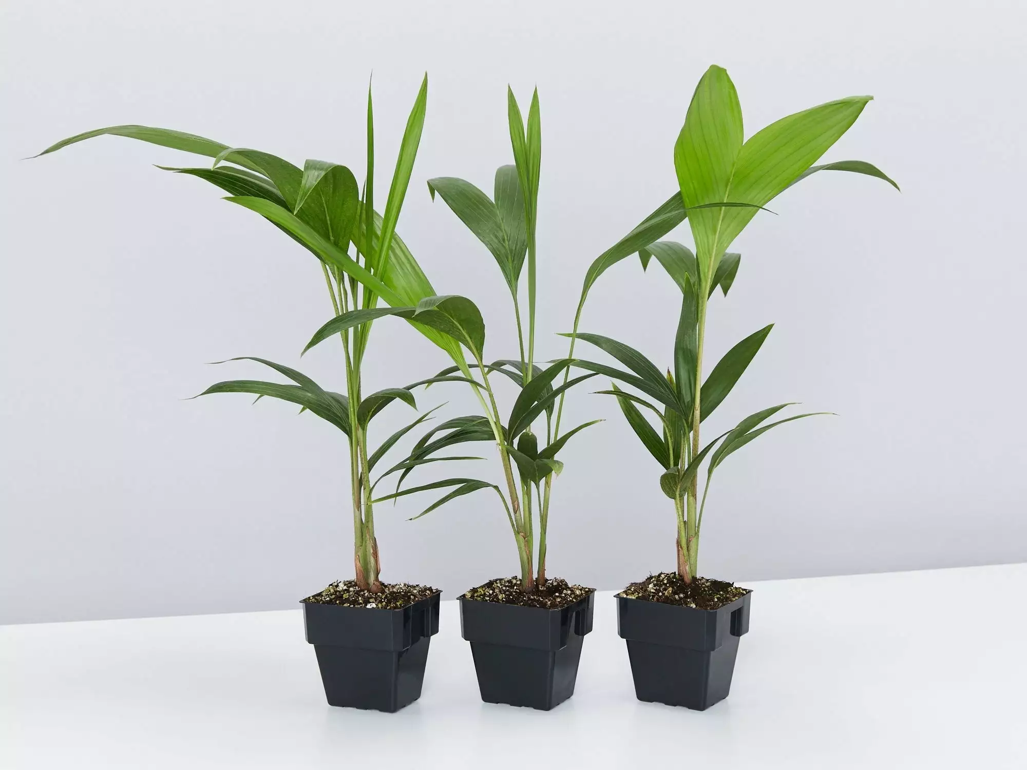 Archontophoenix Cunninghamiana 3 Archontophoenix Cunninghamiana