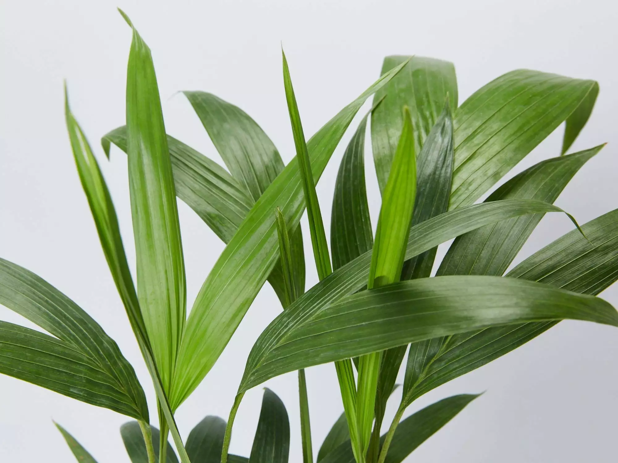 Archontophoenix Cunninghamiana 4 Archontophoenix Cunninghamiana - Image 2