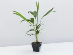 Archontophoenix Cunninghamiana 8 Archontophoenix Cunninghamiana -Plants in a Box Sales Shop ArchontophoenixCunninghamiana single c61d60e9 8cdb 4c9f 9597 9a0bae8fdc5f