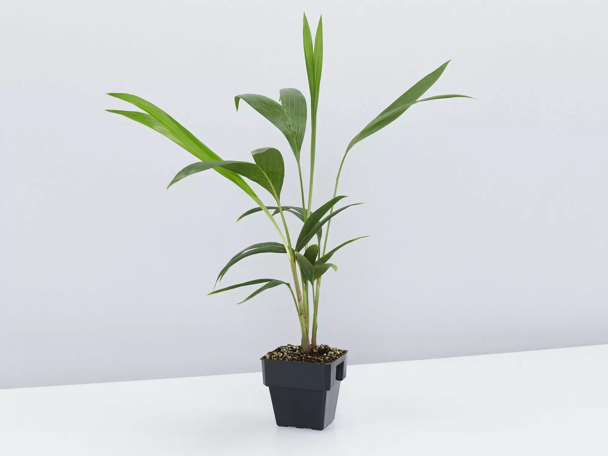 Archontophoenix Cunninghamiana 5 Archontophoenix Cunninghamiana - Image 3