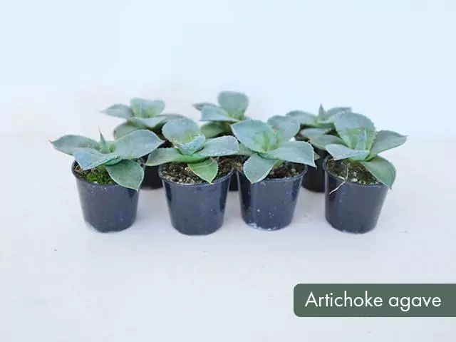 Agave Parryi Truncata 4 Agave Parryi Truncata - Image 2