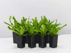 Asplenium Antiquum Crissie Crested Birds Nest Fern