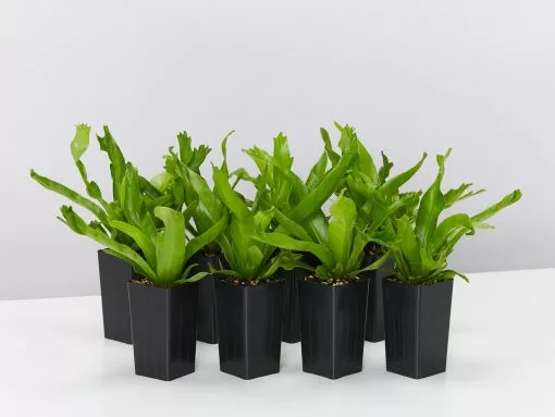 Asplenium Antiquum Crissie Crested Birds Nest Fern -Plants in a Box Sales Shop AspleniumAntiquumCrissie 8plants 93ec7604 7297 408a 9dac 318c93f40f3a