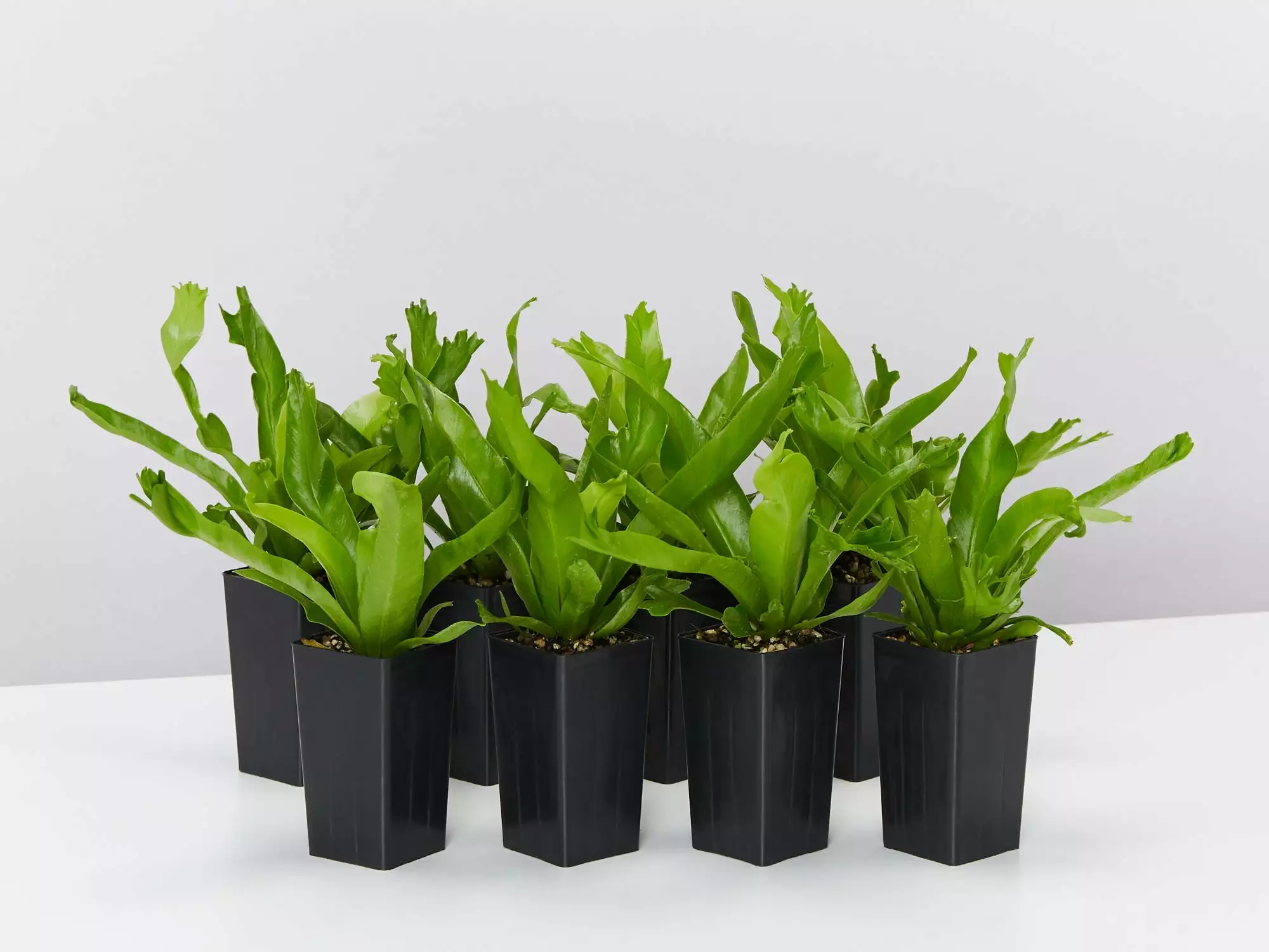 Asplenium Antiquum Crissie Crested Birds Nest Fern 3 Asplenium Antiquum Crissie Crested Birds Nest Fern