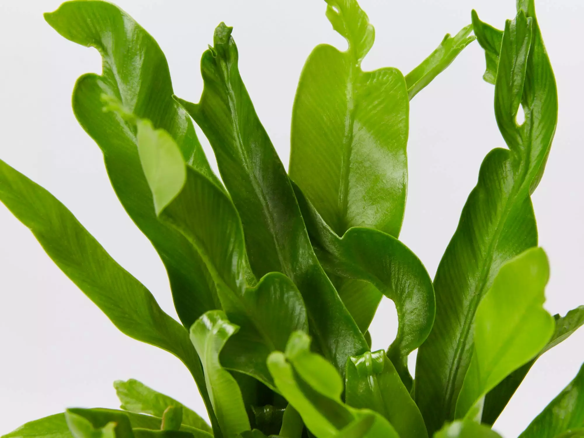 Asplenium Antiquum Crissie Crested Birds Nest Fern 8 Asplenium Antiquum Crissie Crested Birds Nest Fern - Image 6