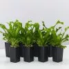Asplenium Antiquum Leslie -Plants in a Box Sales Shop AspleniumAntiquumLeslie 8plants b9eaad07 d280 4b6f 8fbb b9d98380216c