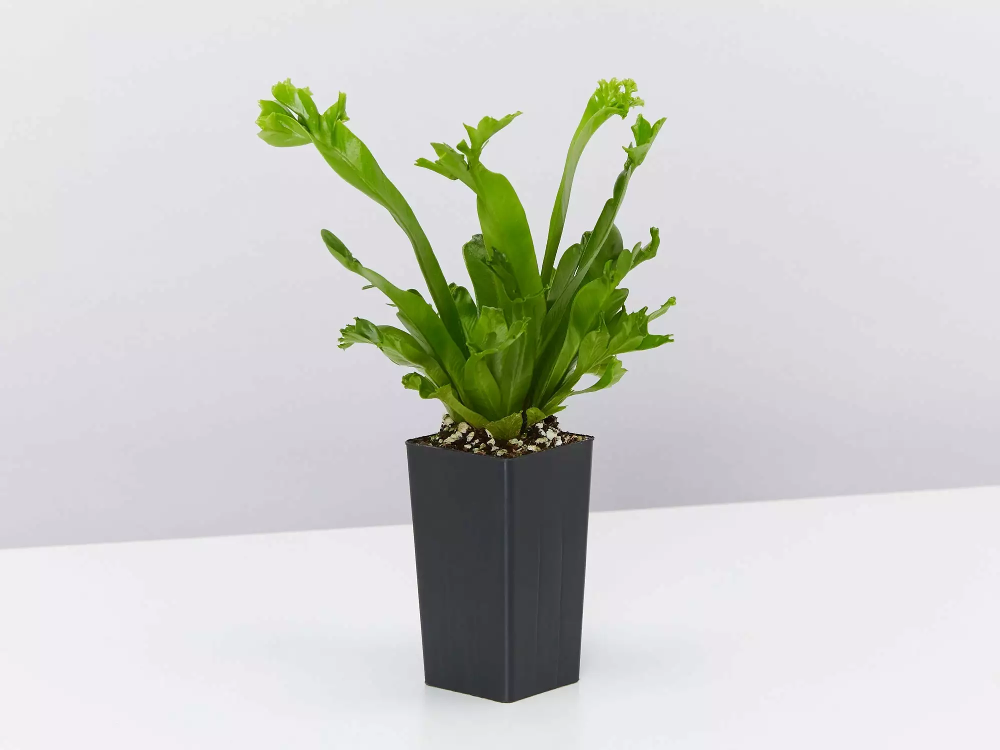 Asplenium Antiquum Leslie 5 Asplenium Antiquum Leslie - Image 3