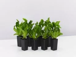 Asplenium Nidus Crispy Wave