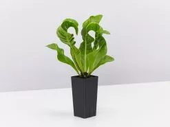 Asplenium Nidus Crispy Wave -Plants in a Box Sales Shop AspleniumCrispyWave Single 422b1dca 2b77 4f8a b603 ca6fabe3088b