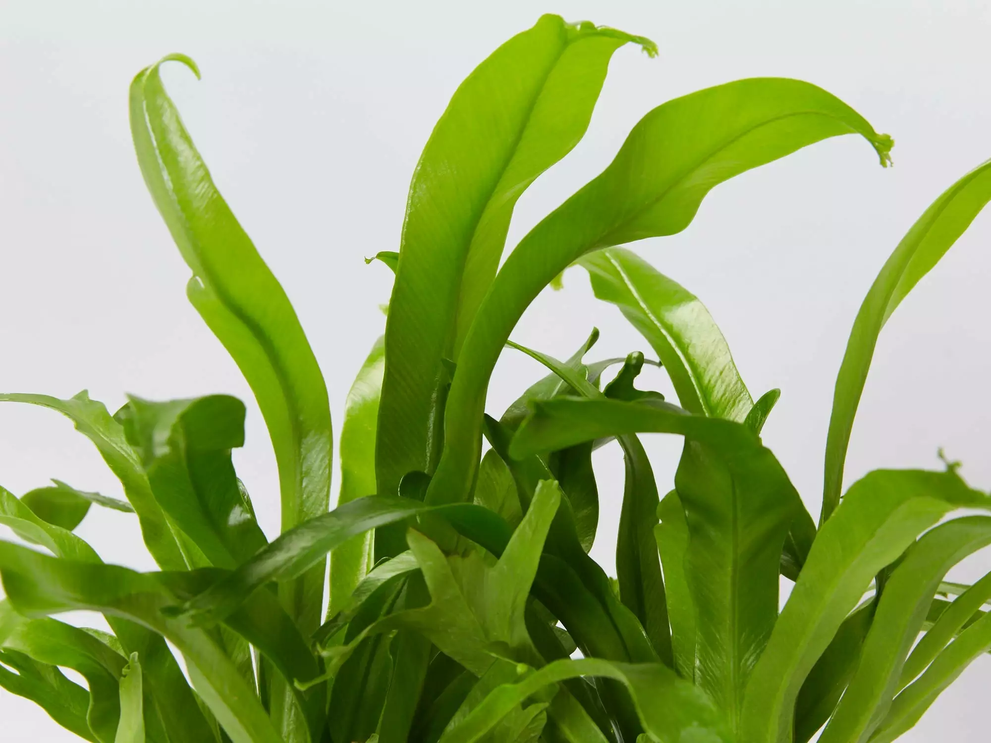 Asplenium Antiquum Crissie Crested Birds Nest Fern 4 Asplenium Antiquum Crissie Crested Birds Nest Fern - Image 2